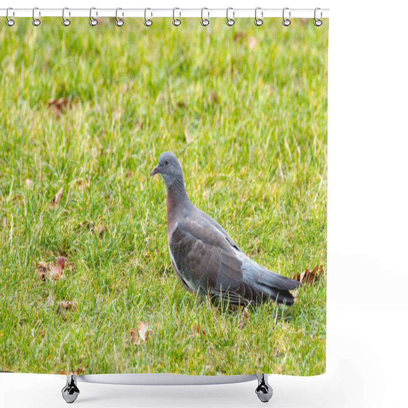 Personality  Common Wood Pigeon Seen In Dublin's National Botanic Gardens. Eats Seeds, Berries, And Crops. Found In Europe. Shower Curtains