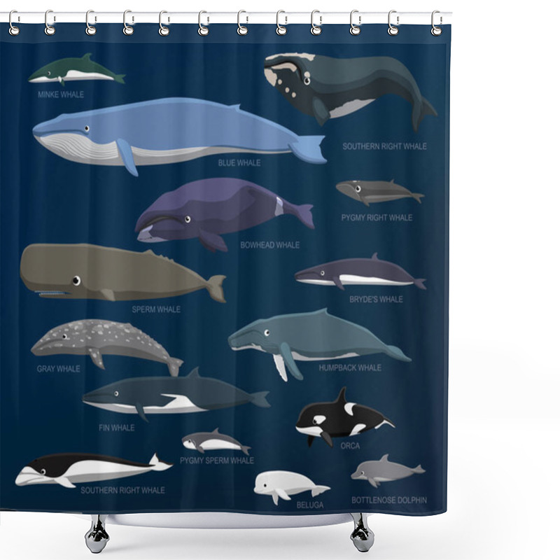 Personality  Whales Species Size Comparison Set Cartoon Vector Illustration Shower Curtains