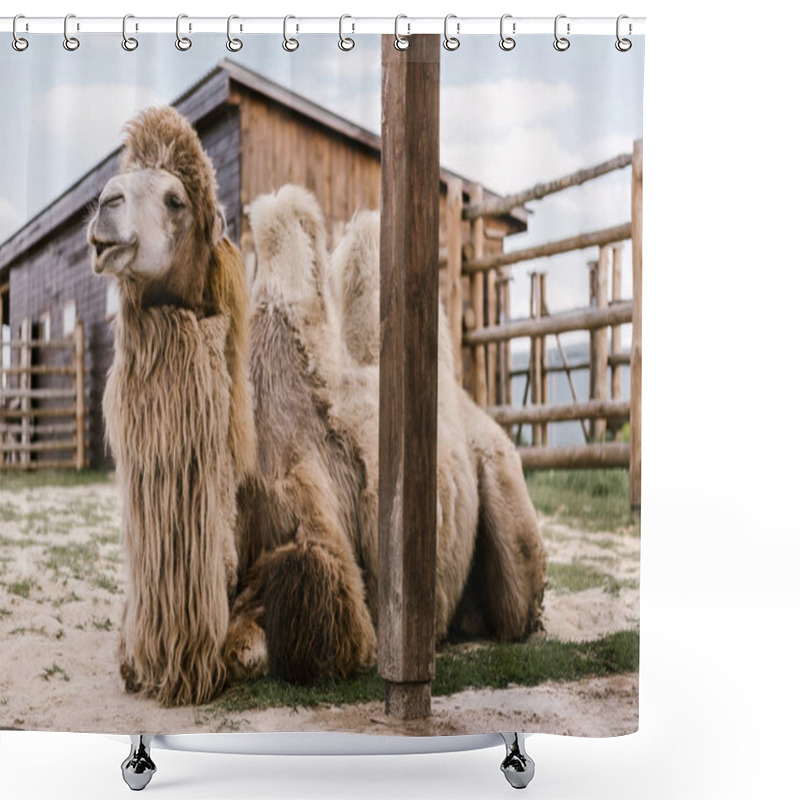 Personality  Close Up View Of Two Humped Camel Sitting On Ground In Corral At Zoo Shower Curtains