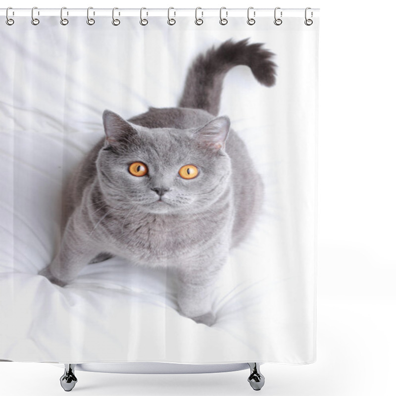 Personality  Fluffy British Cat Shower Curtains