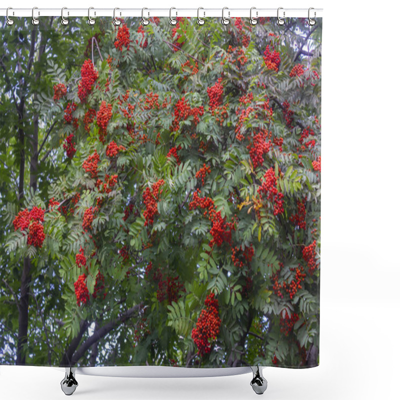 Personality  Rowan Branches With Ripe Fruits Close-up. Red Rowan Berries On The Rowan Tree Branches, Ripe Rowan Berries Closeup And Green Leaves. Shower Curtains