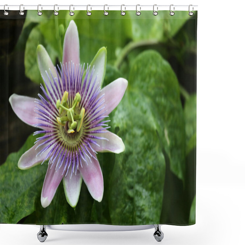 Personality  Passion Flower Shower Curtains