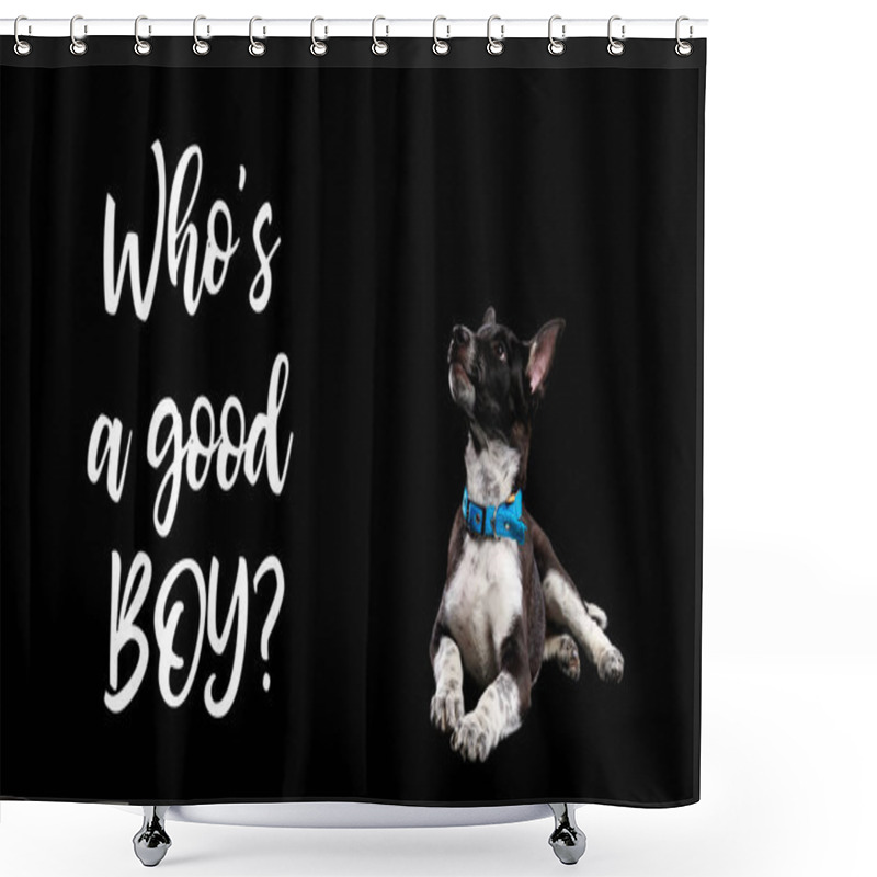 Personality  Dark Mongrel Dog In Blue Collar And Lettering Whos Good Boy Isolated On Black Shower Curtains