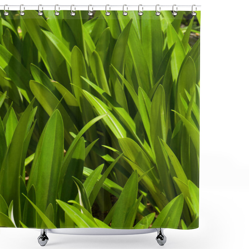 Personality  A Vibrant Close-up Of Fresh Green Leaves, Illuminated By Natural Sunlight. Ideal For Eco-friendly Designs, Nature-themed Backgrounds, Or Wellness-related Projects. Shower Curtains