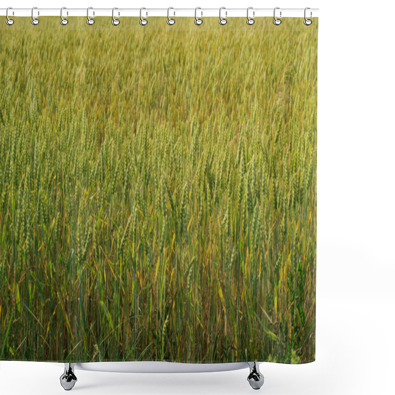 Personality  A Lush, Green Wheat Field With Tall, Mature Wheat Plants Swaying Gently. The Image Captures The Density And Uniformity Of The Crop, Indicating A Healthy And Well-maintained Agricultural Field Shower Curtains