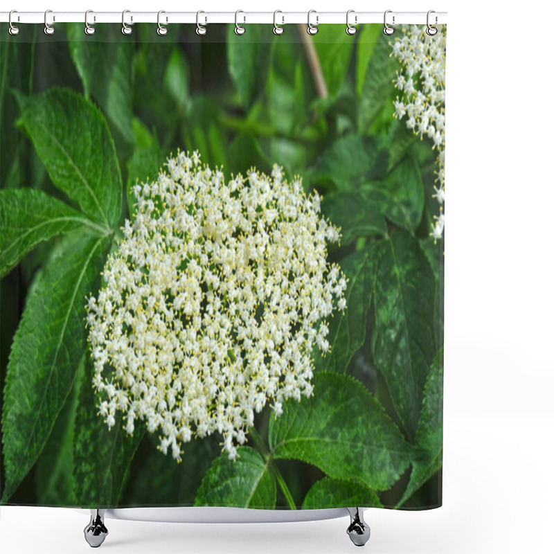 Personality  White Elderberry Blossom Shower Curtains