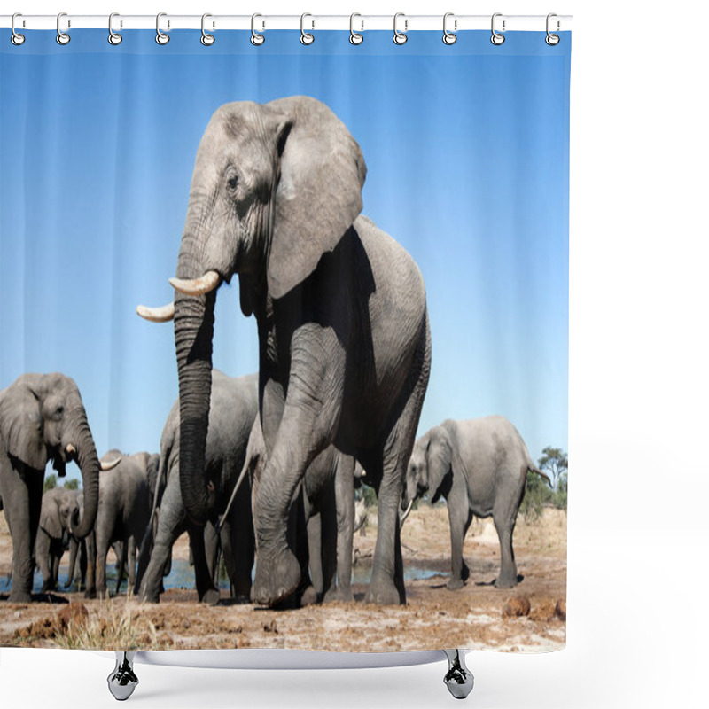 Personality  Elephant In Chobe National Park Shower Curtains