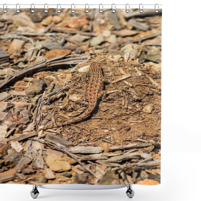 Personality  A Lizard Is Laying On The Ground In A Pile Of Dirt. The Dirt Is Brown And The Lizard Is Brown And Tan Shower Curtains