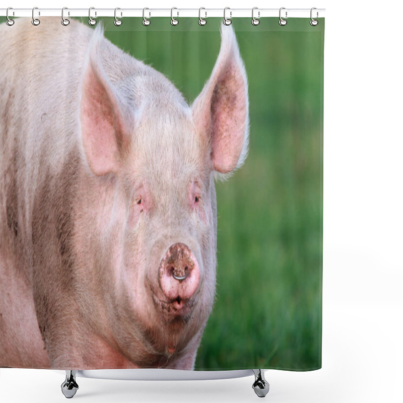 Personality  Breeding Sow With A Nose Ring Shower Curtains