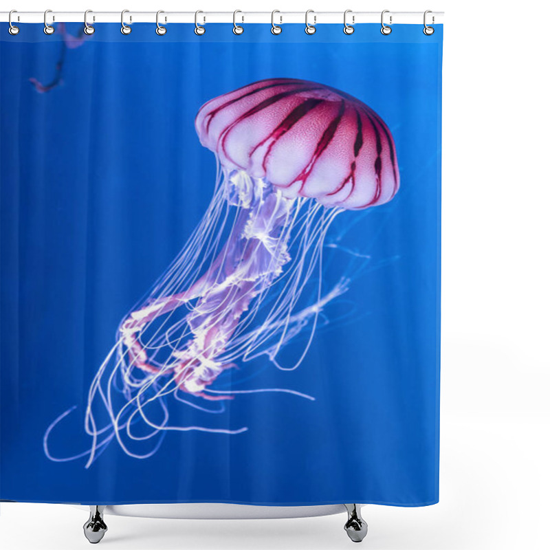 Personality  Pacific Sea Nettle Chrysaora Melanaster Jellyfish. Vibrant Pink Against A Deep Blue Background Shower Curtains