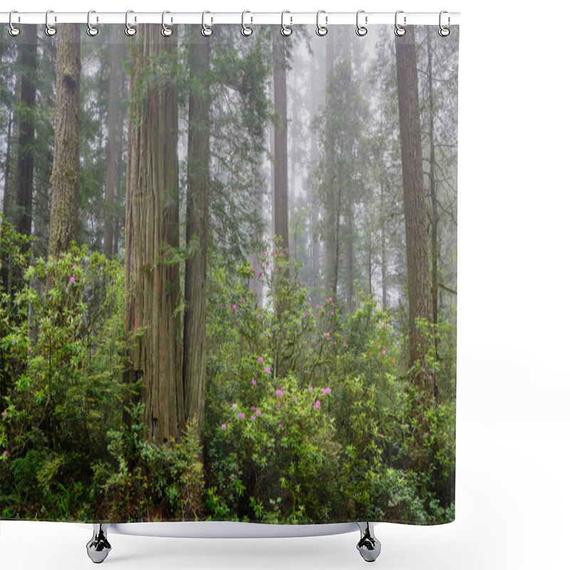 Personality  Foggy Day In Del Norte Coast Redwoods State Park And Blooming Pink Rhododendrons Brighten The Forest Shower Curtains