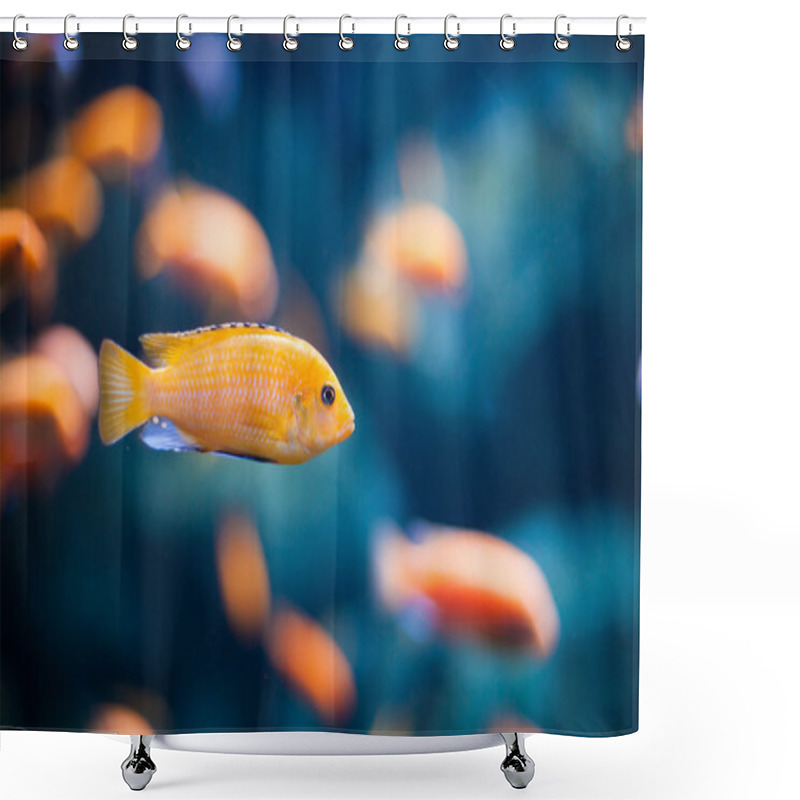 Personality  Coral Reef Fishes In The Water. Beautiful Underwater Photos Shower Curtains