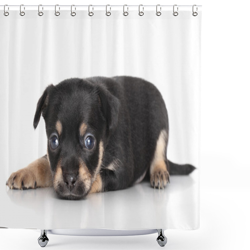 Personality  Sad Chihuahua Puppy Lying Shower Curtains