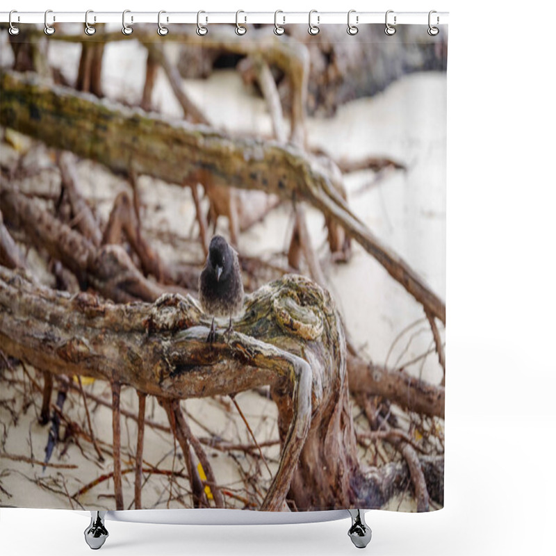 Personality  Galapagos Finch Geospiza Fortis Male Perched On A Branch In Santa Cruz, Galapagos Islands Shower Curtains