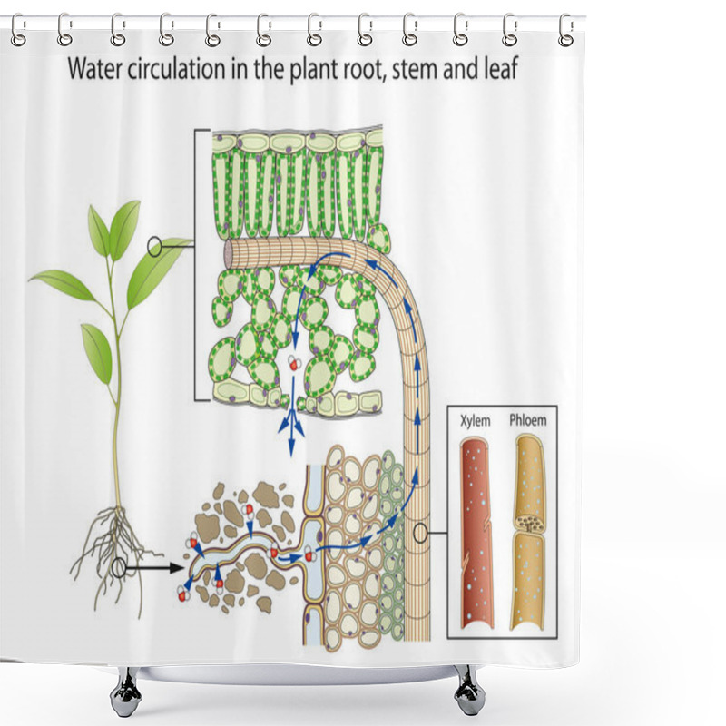 Personality  Water Circulation In The Plant Root, Stem And Leaf Shower Curtains