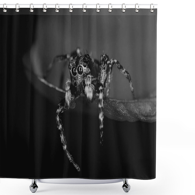 Personality  Spider Jumper Macro, Arachnophobia, Beautiful Jumping Spider, Poisonous Spider Shower Curtains