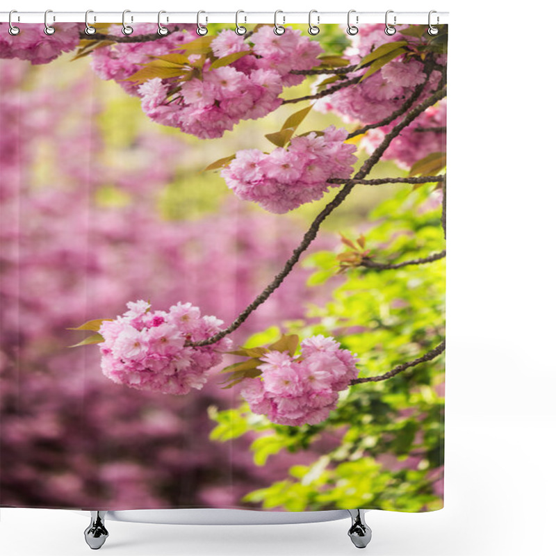 Personality  Pink Flowers Of Sakura Branches Above Grass Shower Curtains