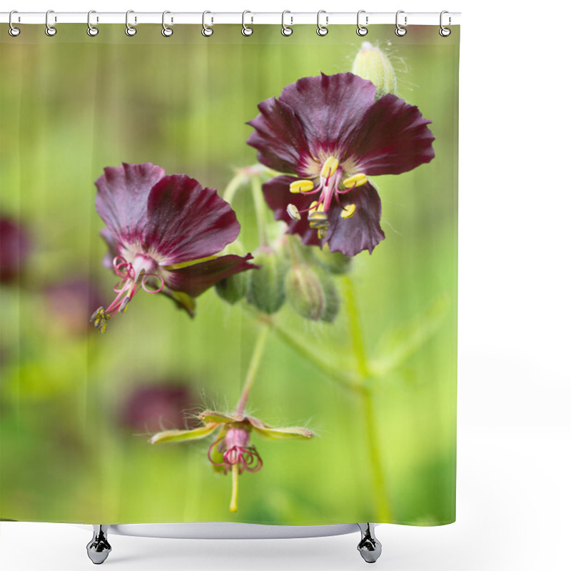 Personality  Geranium Phaeum Flowers Shower Curtains