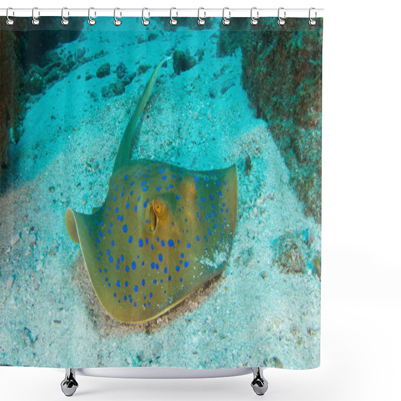 Personality  Blue-spotted Stingray On Oceanfloor Shower Curtains