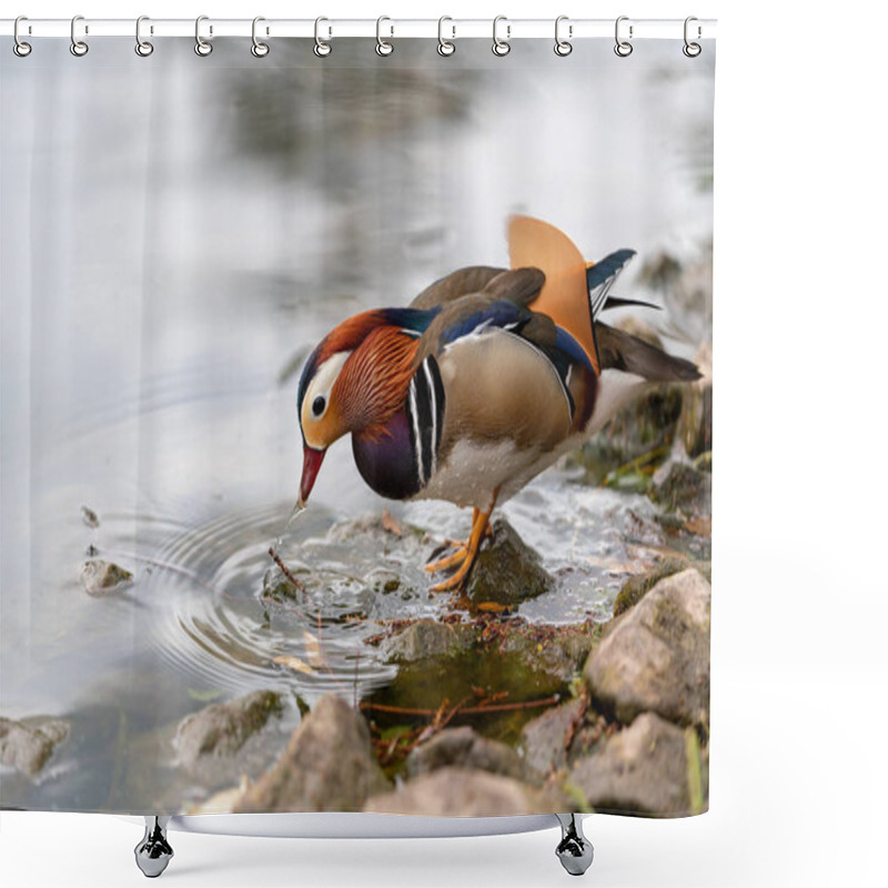 Personality  Mandarin Duck On The Lake In England Shower Curtains