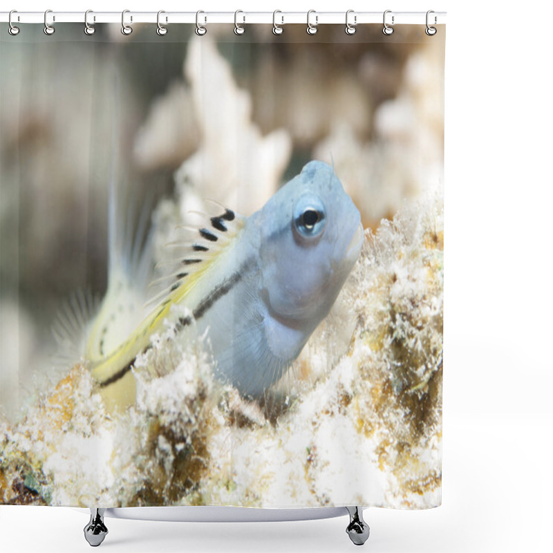 Personality  Red Sea Mimic Blenny Shower Curtains