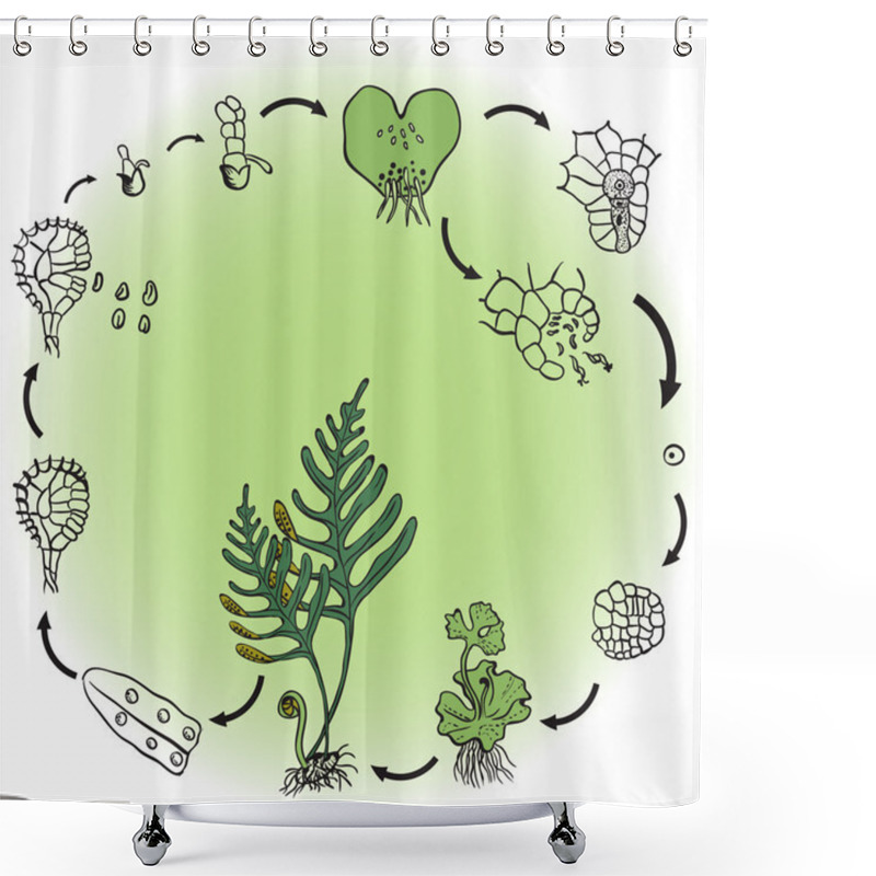 Personality  The Life Cycle Of A Fern. Vector Illustration Shower Curtains