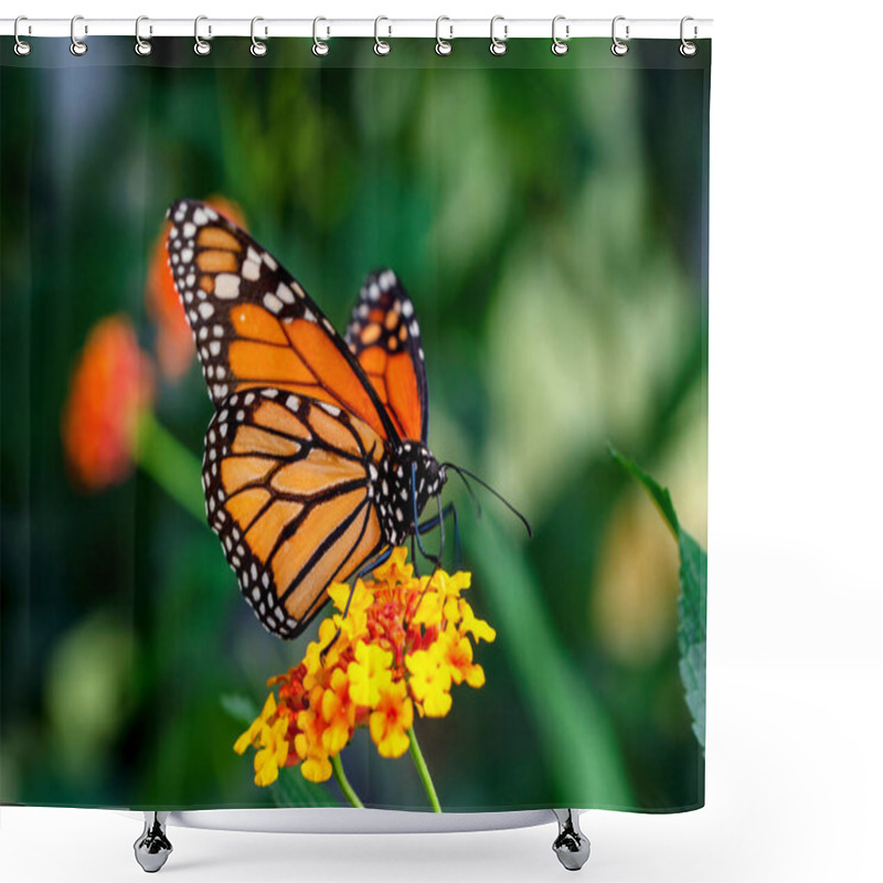 Personality  Macro Shots, Beautiful Nature Scene. Closeup Beautiful Butterfly Sitting On The Flower In A Summer Garden. Shower Curtains