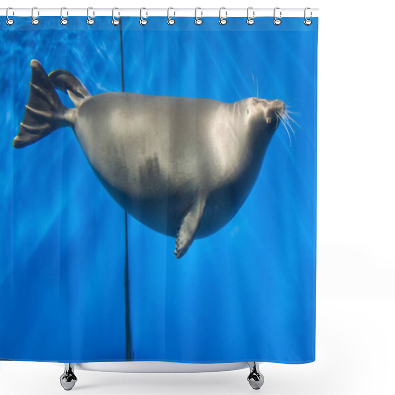 Personality  Baikal Seal Is Swimming Underwater. Nerpa In Lake Baikal In Clear Blue Water. Marine Life Under Water In Clear Lake Water. Observation Of Animal World. Scuba Diving Adventure On Lake Baikal, Russia Shower Curtains