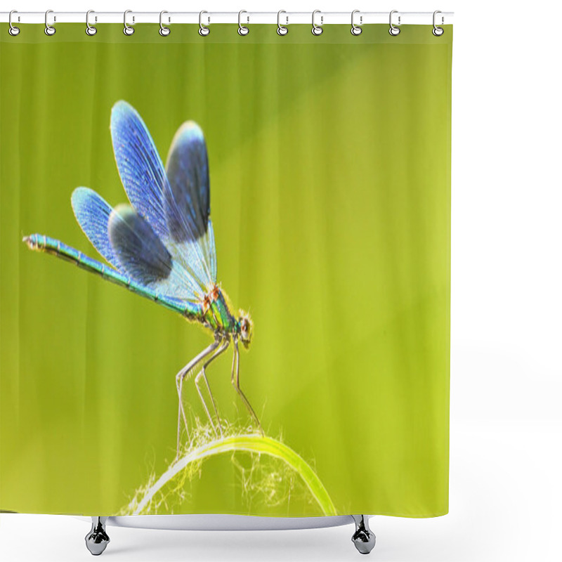 Personality  Dragonfly Outdoor (coleopteres Splendens) Shower Curtains