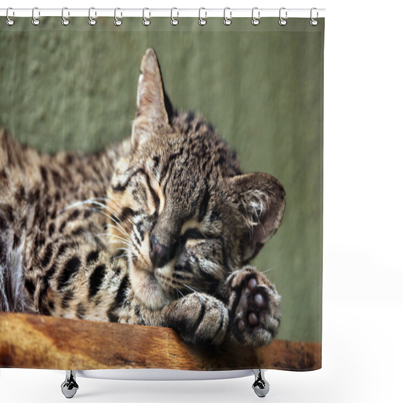 Personality  Wild Geoffroy's Cat Shower Curtains