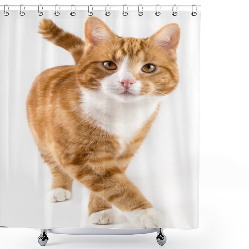 Personality  Red Cat, Walking Towards Camera, Isolated In White Shower Curtains