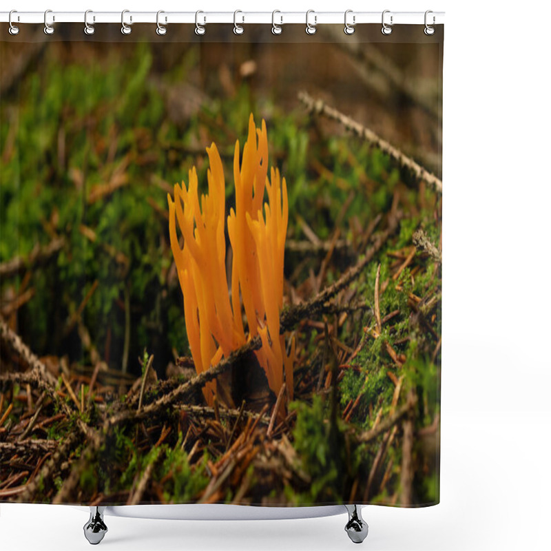 Personality  Beautiful Mushroom In The Forest Shower Curtains