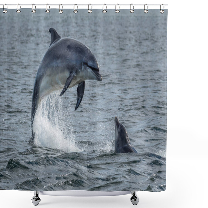 Personality  Wild Bottlenose Dolphins Jumping Out Of Ocean Water At The Moray Firth Near Inverness In Scotland Shower Curtains