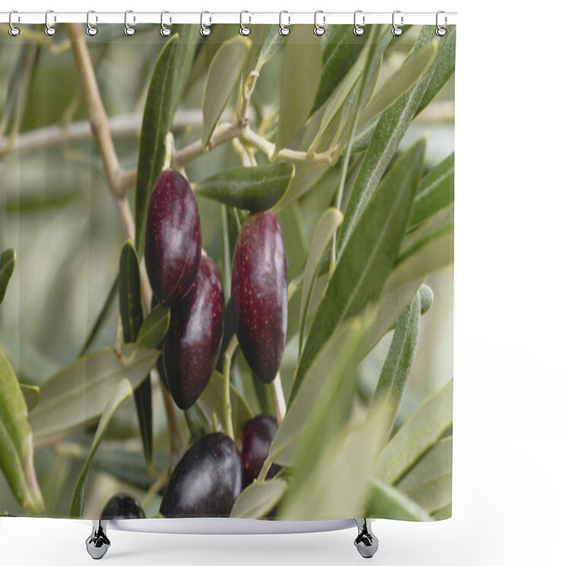 Personality  Olive Tree Fruits Close Up Shower Curtains