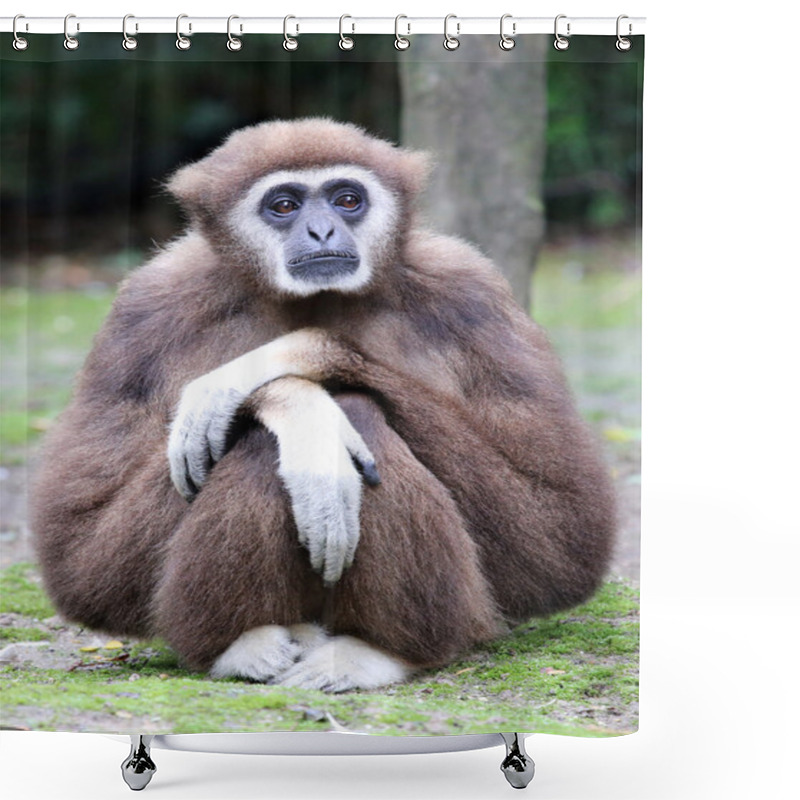 Personality  Lar Gibbon Monkey Shower Curtains