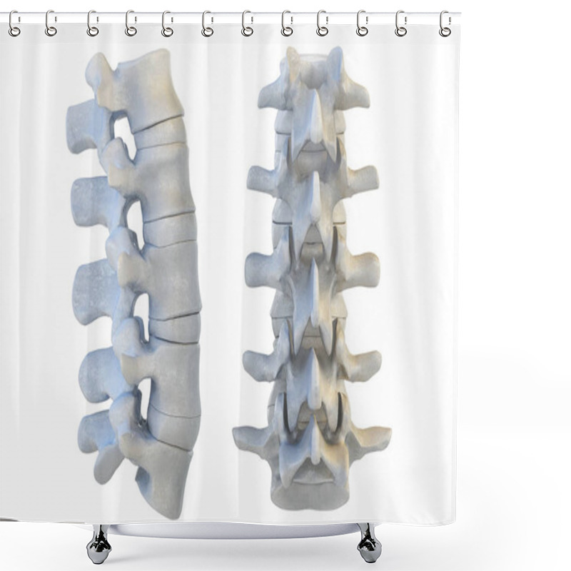 Personality  Human Vertebrae. 3D Illustration Shower Curtains