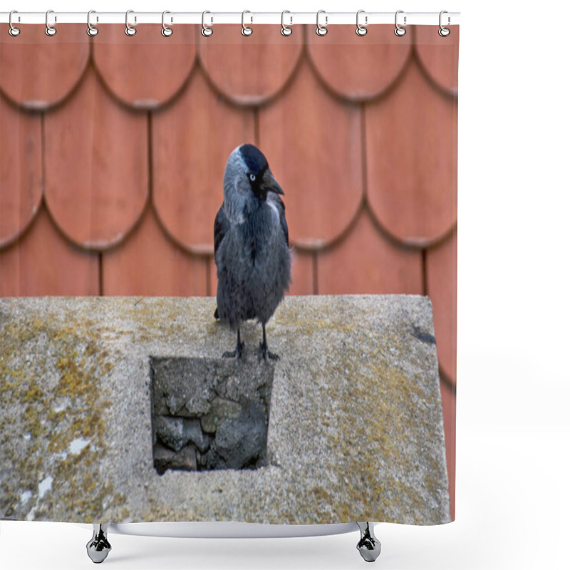 Personality  Black Crow Standing On The Roof And Watching The Environment Before Going To Fly Further. Shower Curtains