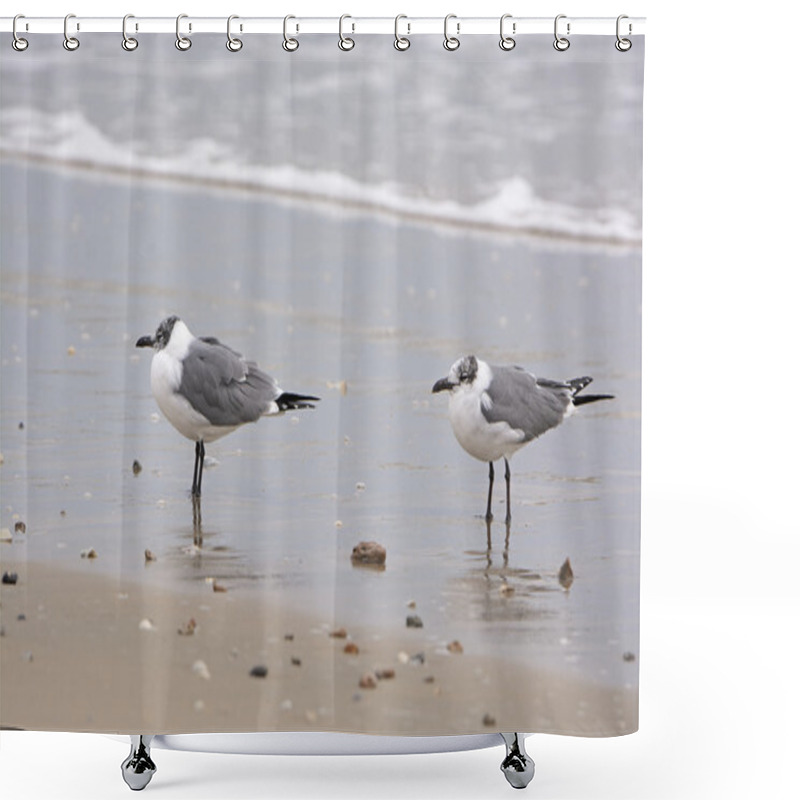 Personality  Non-breeding Adult Laughing Gulls On The Shore Shower Curtains