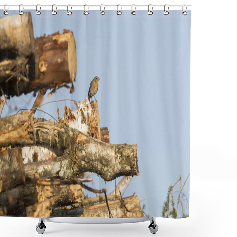 Personality  Symbolic Environmental Portrait Of European Robin, Sitting On Top Of The Pile Of Recently Clear-cut Timber From The Bird Home Territory Shower Curtains