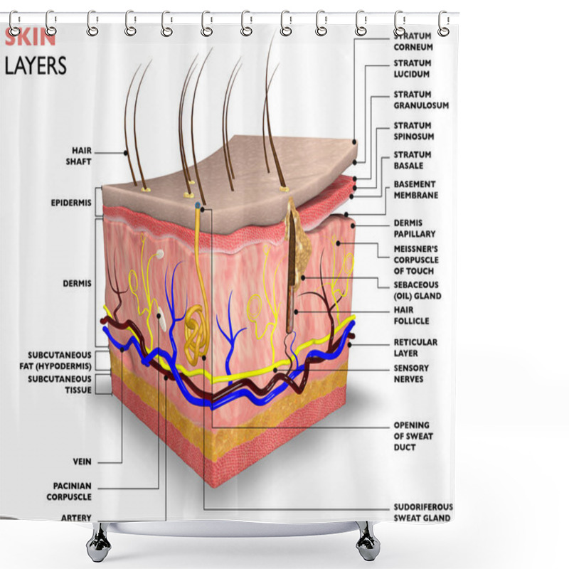 Personality  Skin Layers Shower Curtains