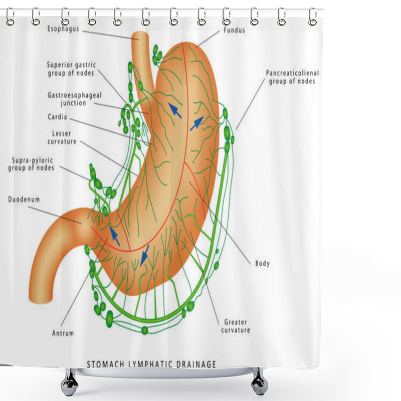 Personality  Lymphatic Drainage Of The Stomach. Human Anatomy - Stomach Nodes Anatomy. Stomach Lymphatic System Lymph Node Lymphatic Vessel Shower Curtains