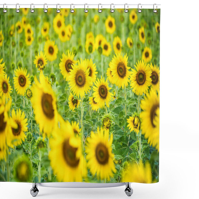 Personality  A Sunflower Field Captured In Perfect Detail, Highlighting The Brightness And Vivid Colors Of Each Blooming Flower Shower Curtains