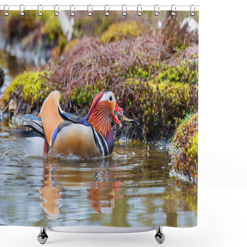 Personality  Male Mandarin Duck (Aix Galericulata) Eating A Fish In A Pond In The Netherlands Shower Curtains