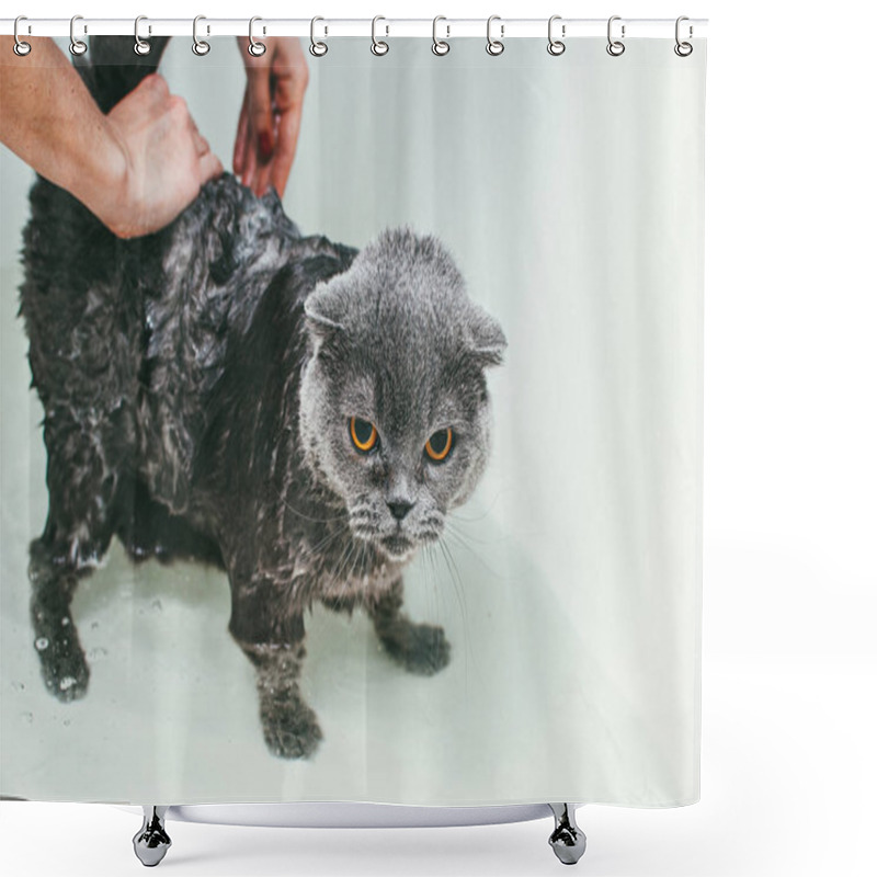 Personality  Grey Scottish Fold Cat Takes A Bath With His Owner. She Takes Care Of Him And Thoroughly Washes His Fur Shower Curtains