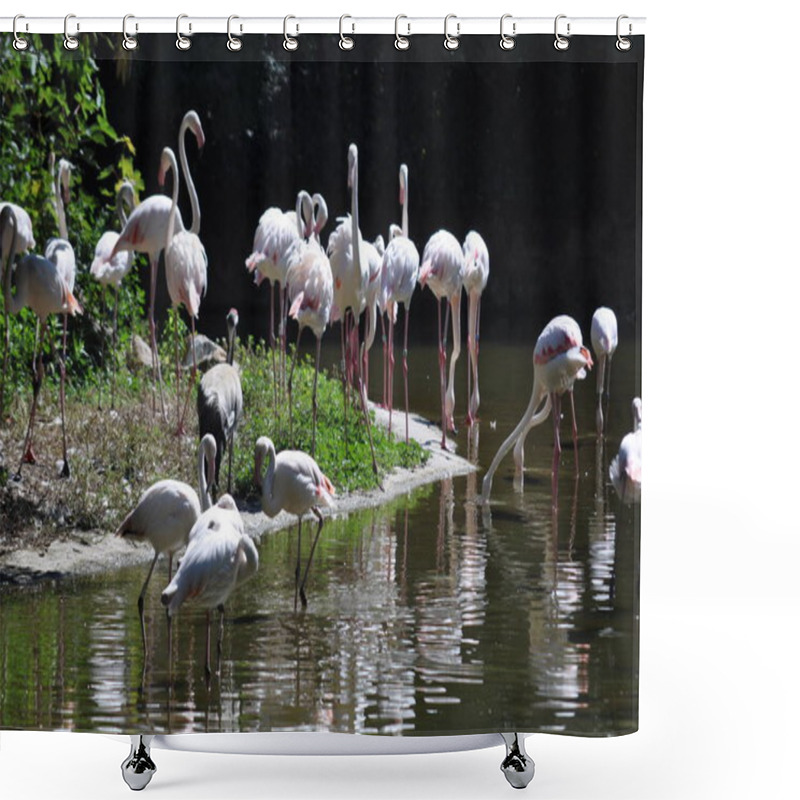 Personality  The Rose Flamingos On The River .  Shower Curtains