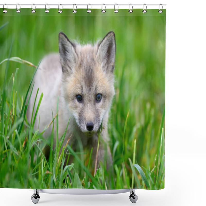 Personality  Baby Silver Fox Shower Curtains