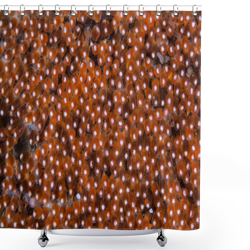 Personality  Newly Laid Anemone Fish Eggs Shower Curtains