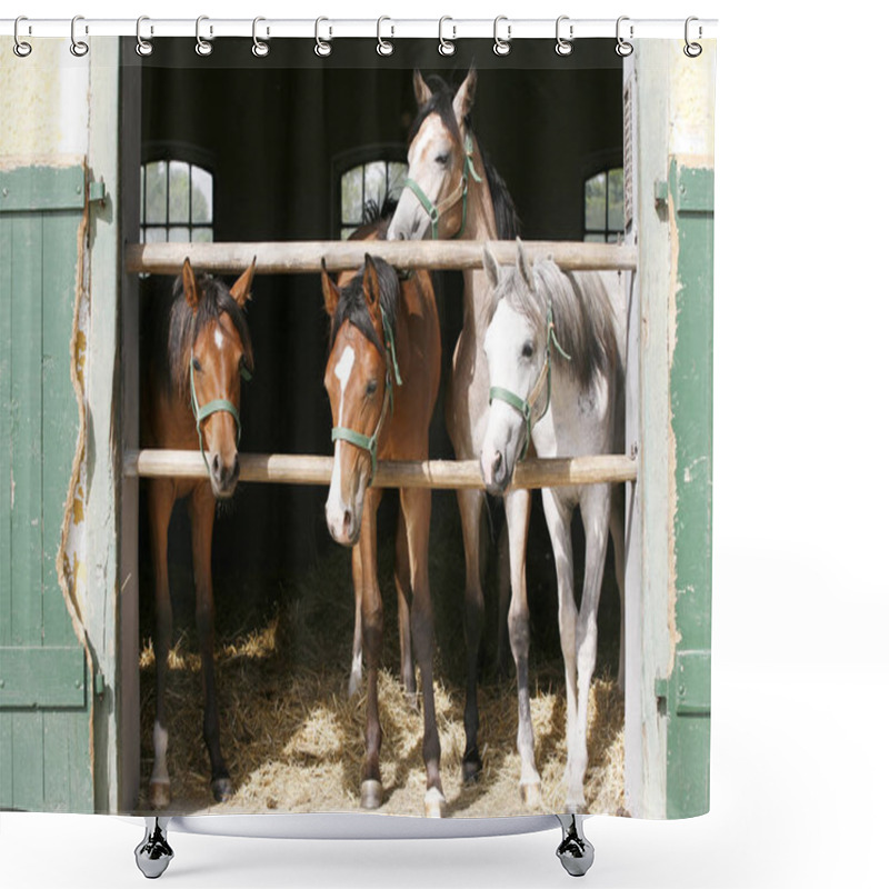 Personality  Thoroughbred Young Horses Looking Over Wooden Barn Door In Stabl Shower Curtains