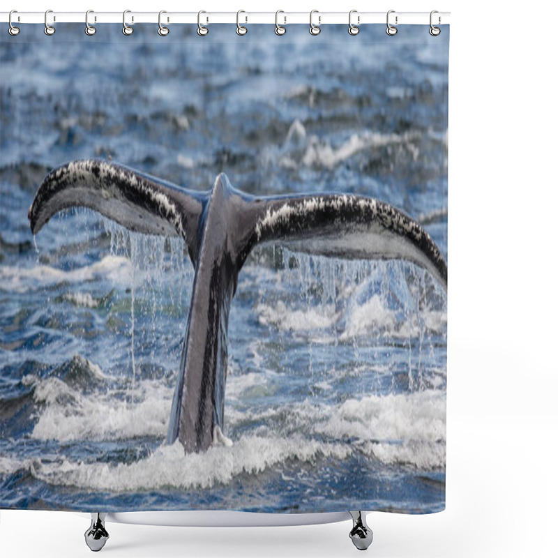 Personality  Tail Of Humpback Whale Shower Curtains