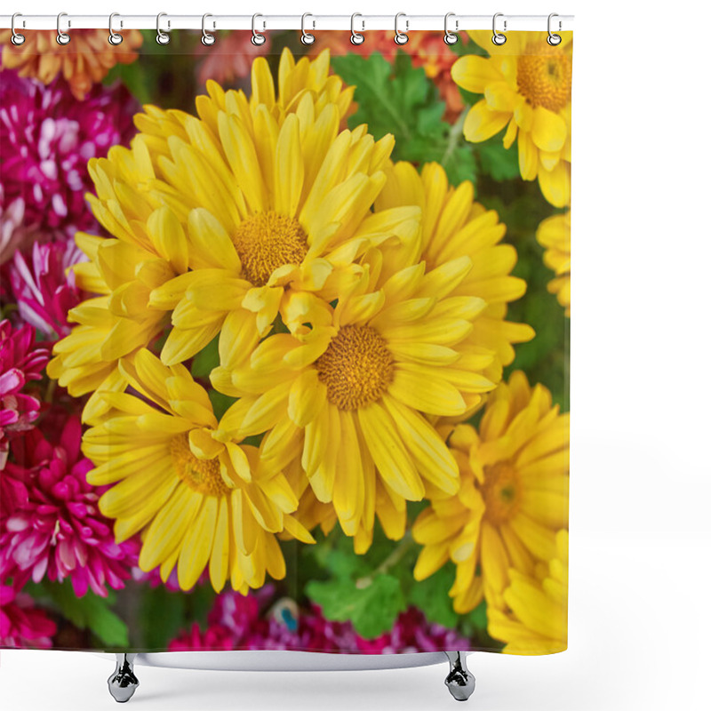 Personality  Chrysanthemums Floral Background Shower Curtains